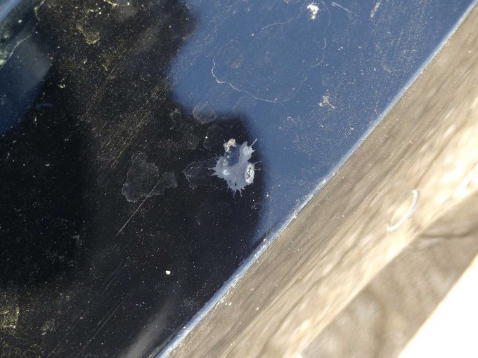 Beispiel Vogelkotanhaftungen und Lackschäden