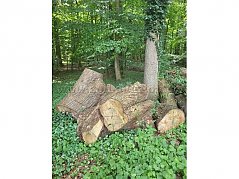 Holz 1