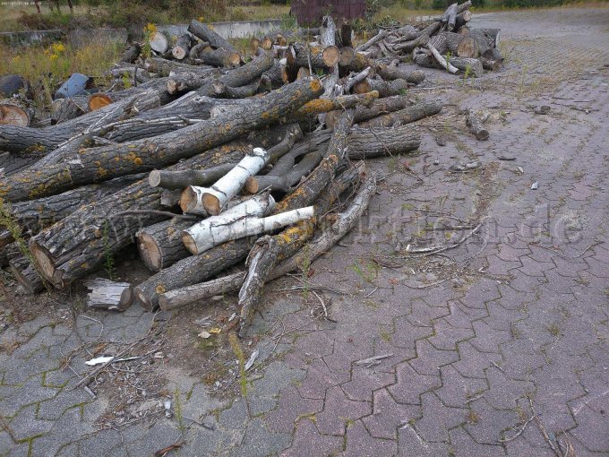 1 partij van ca. 7 kubieke meter houtblokken, voornamelijk populier – foto 3 – kavel bij Zoll-Auktion, Belgern