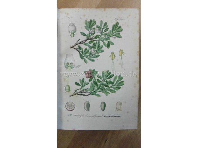 Gemeine Bärentraube