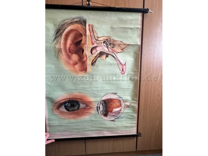 Schulwandkarte Auge und Ohr
2. Bild Vorderansicht
