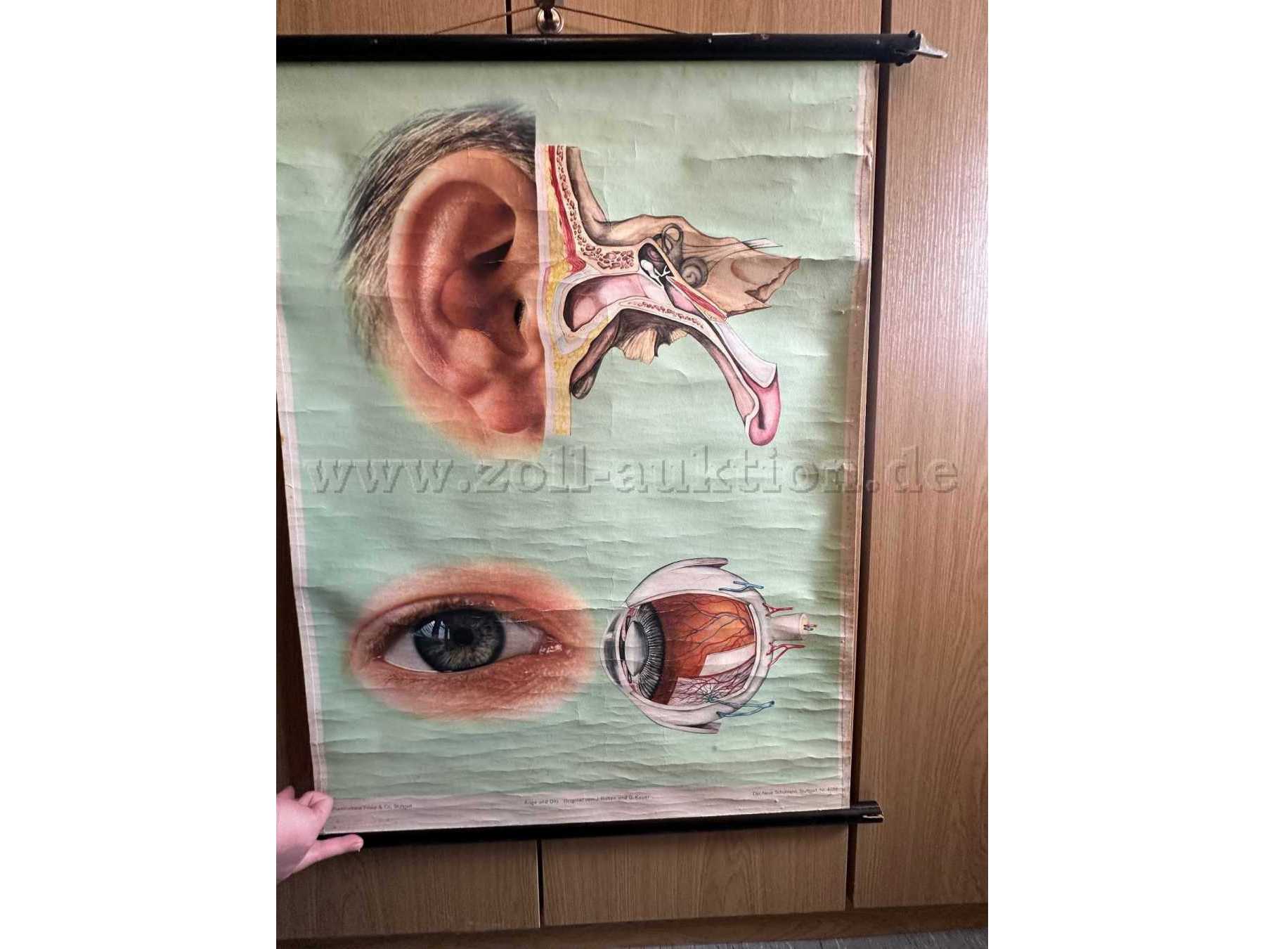 Schulwandkarte Auge und Ohr Vorderansicht.