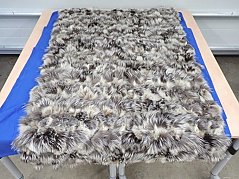 Silberfuchs / Blaufuchsdecke ausgebreitet