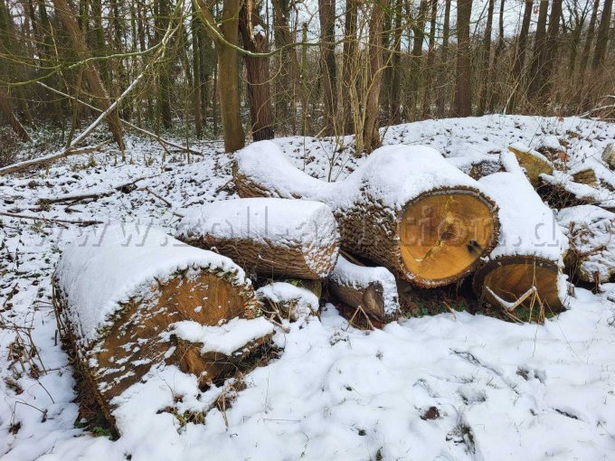 Kurzes Stammholz (linker Bereich)