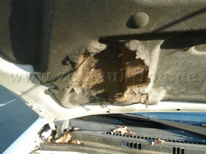 Motorhaubenabdeckung angefressen