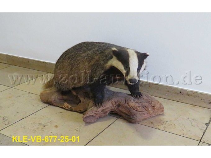 Tierpräparat Dachs Tierpräparat Dachs