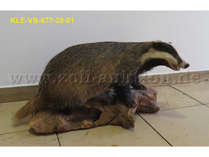 Tierpräparat Dachs auf Wurzelholz