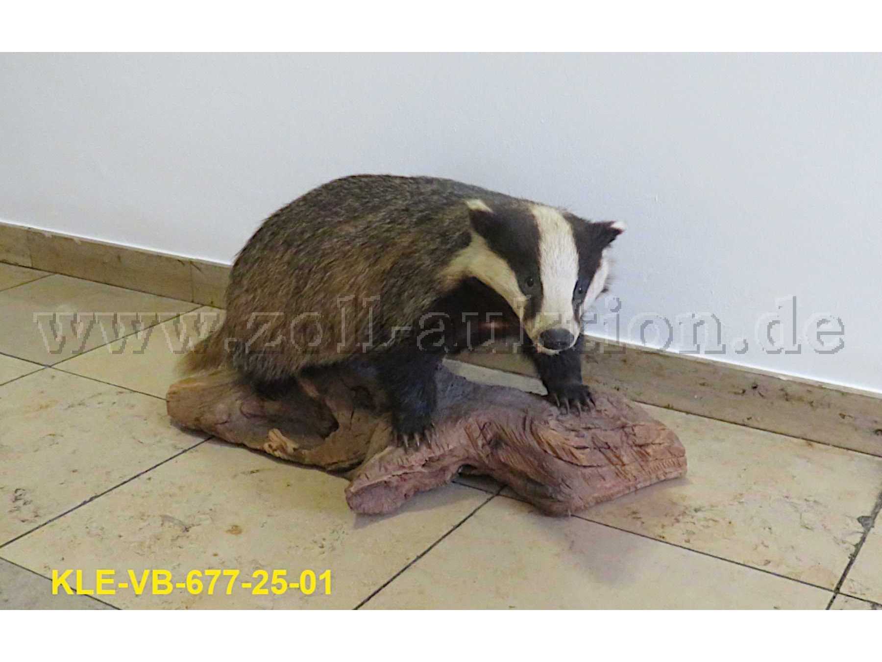 Tierpräparat Dachs