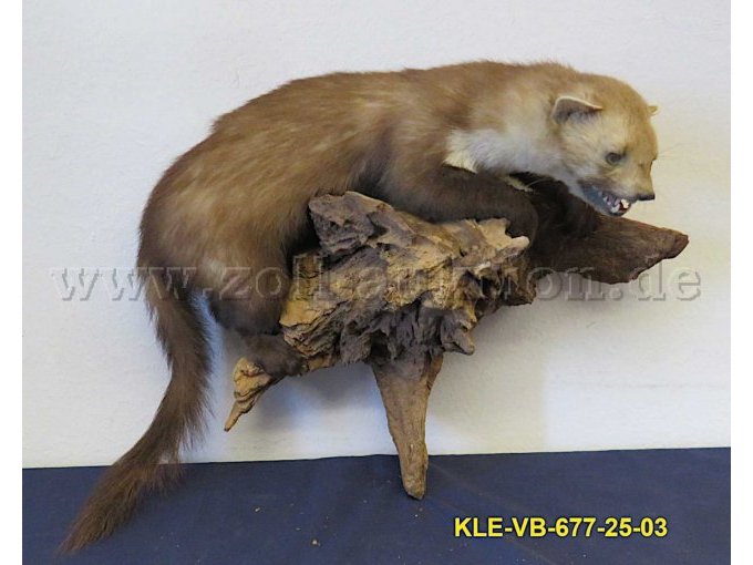 Tierpräparat Steinmarder