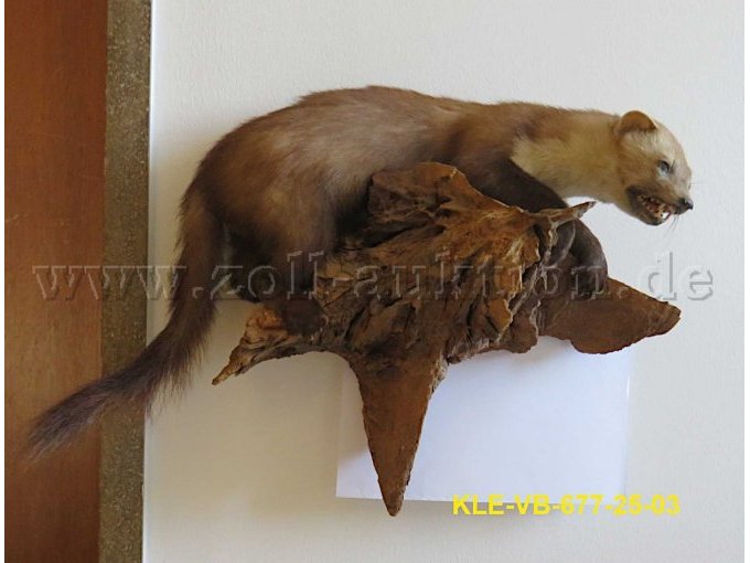 Tierpräparat Steinmarder Tierpräparat Steinmarder