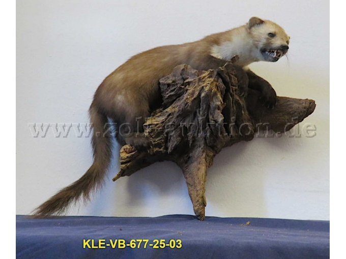 Tierpräparat auf Wurzelholz
