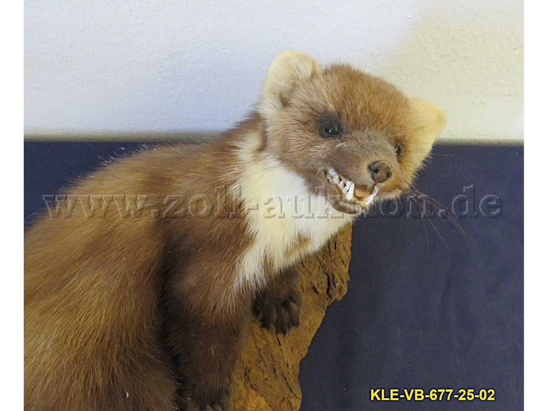 Ansicht Hals und Kopf des Tierpräparats