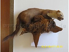 Tierpräparat Steinmarder