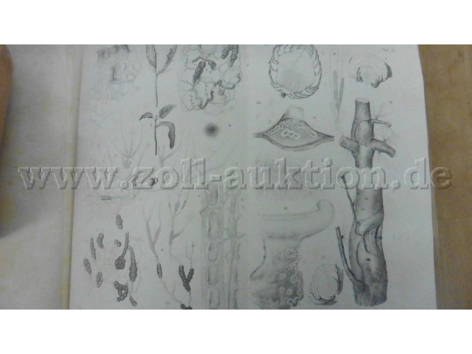 Tafel IV Ahornkeimlingspilz, Lärchenkrebspilz