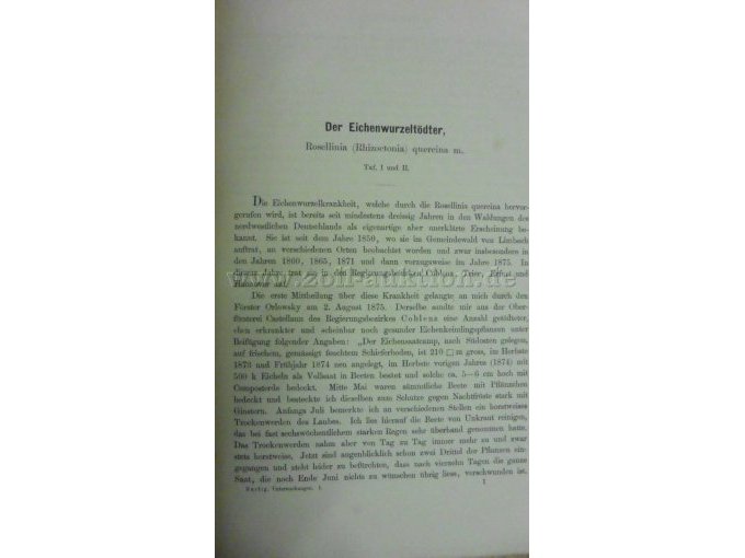 Der Eichenwurzeltödter