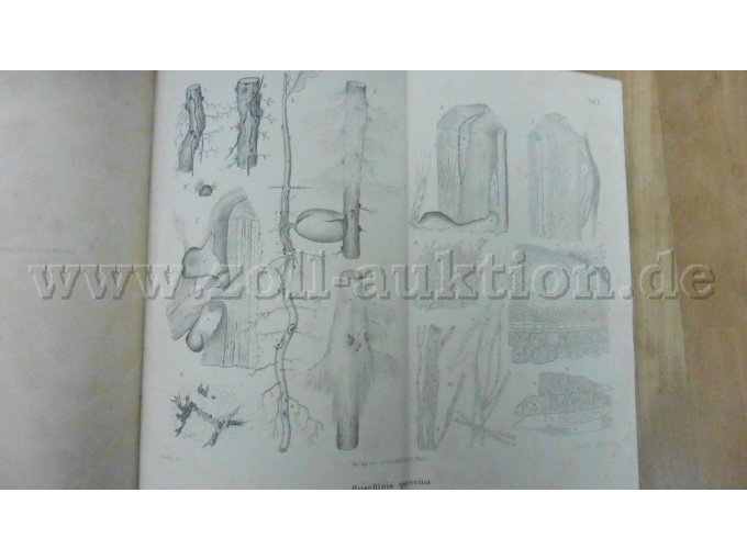 Tafel I Eichenwurzeltödter