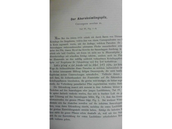 Der Ahornkeimlingspilz