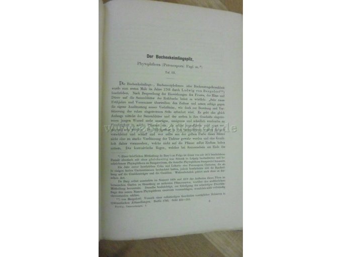 Der Buchenkeimlingspilz