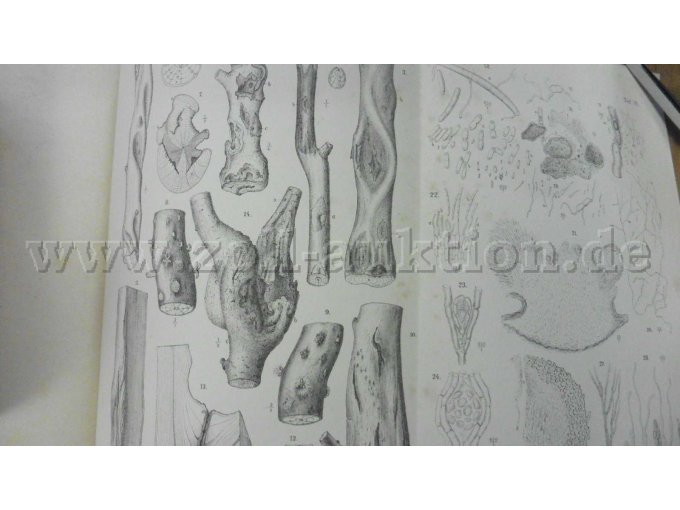 Tafel VI Krebspilz der Laubholzbäume