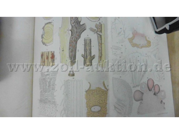 Tafel V Fichtenrindenpilz