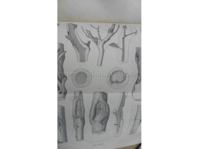 Tafel VII Frostkrebs