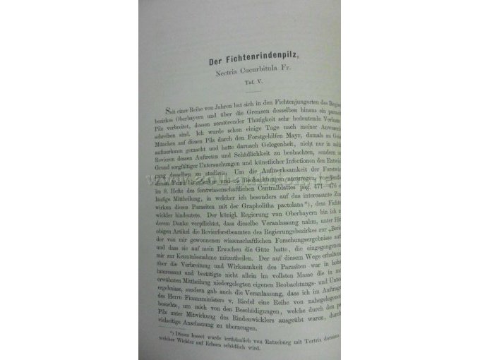 Der Fichtenrindenpilz