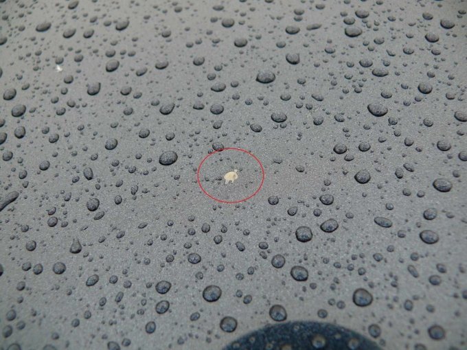 Beispielschaden Detail Steinschlagschaden Motorhaube