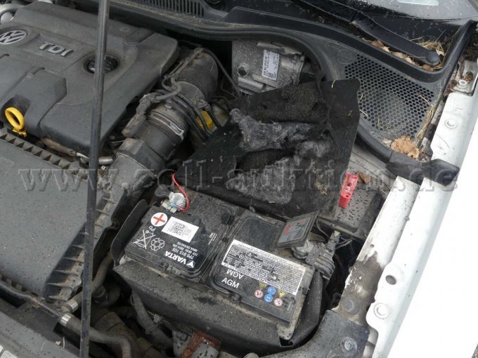 BW1-520 Marderschäden