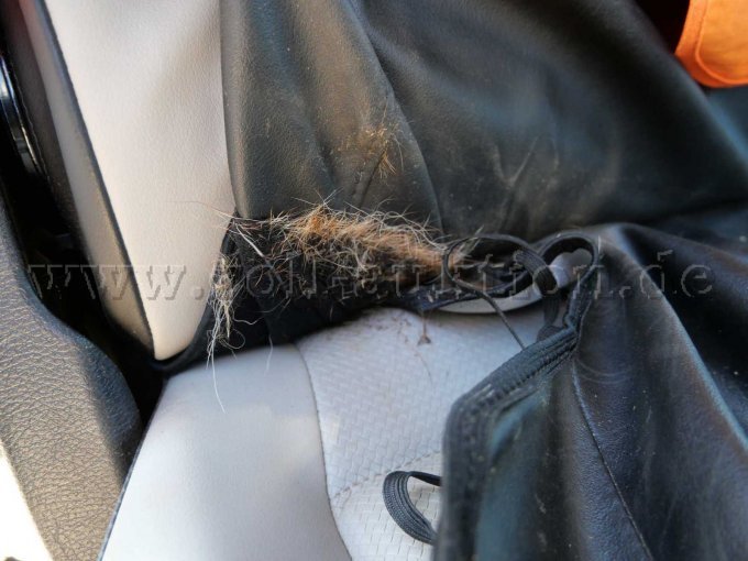 Tierhaare und Sitzbezüge