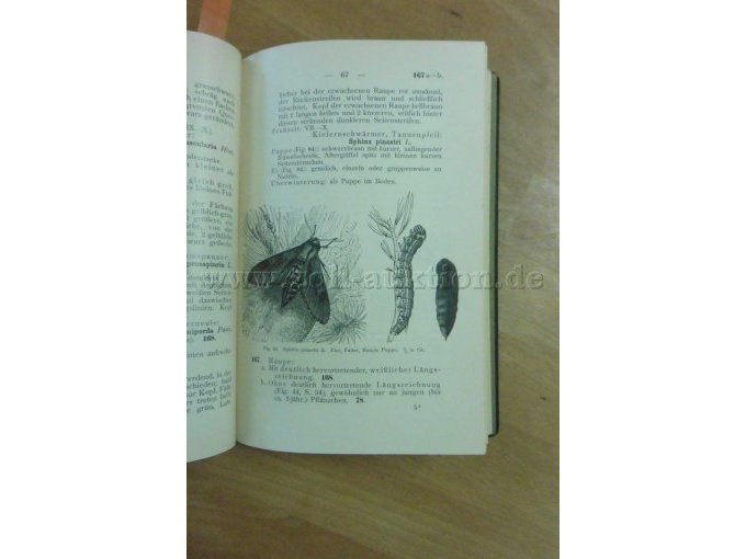 Eier, Falter, Raupe, Puppe