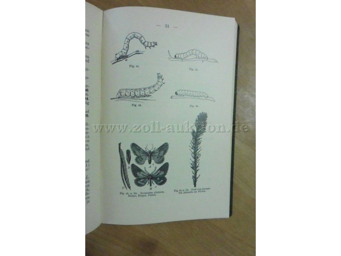 Raupe, Puppe, Falter, Fraß an Fichte