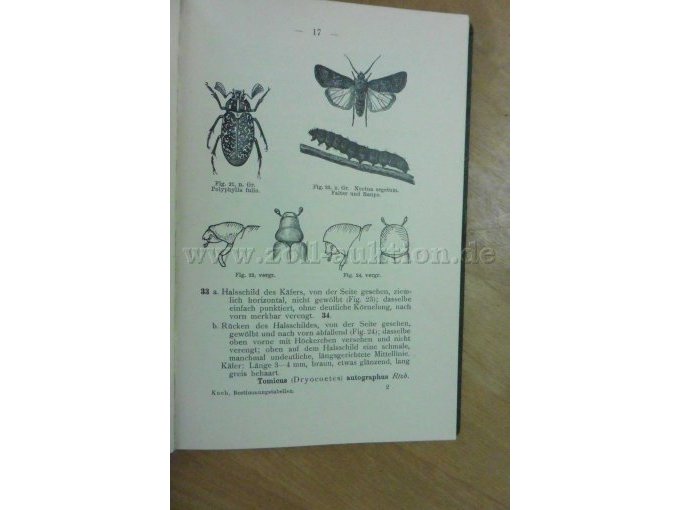 Käfer, Halsschild, Raupe