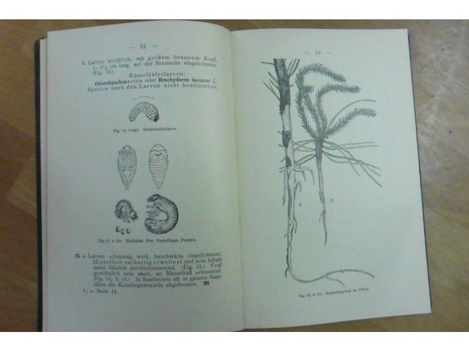 Engerlingsfraß an Föhre