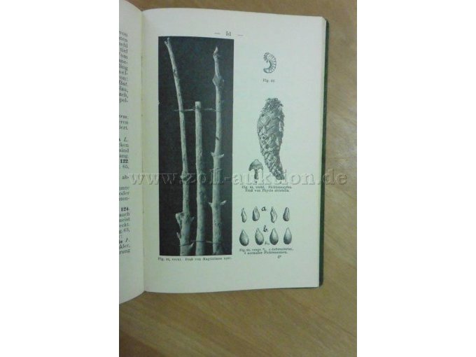 Fraßbild, Fichtenzapfen, Fichtensamen