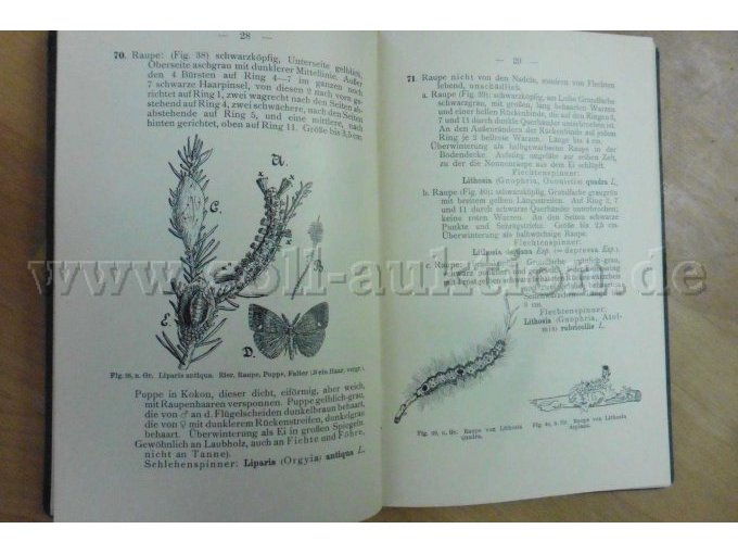 Eier, Raupe, Puppe, Falter