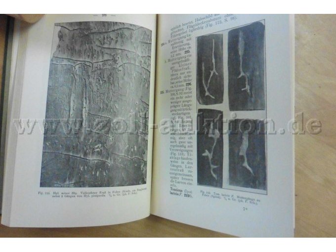 Fraßbild, Muttergänge