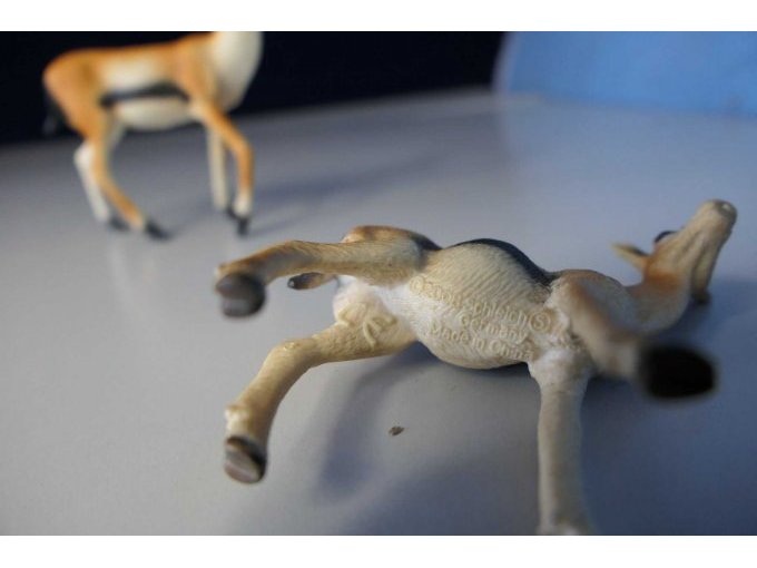 Details am Bauch eines Tieres