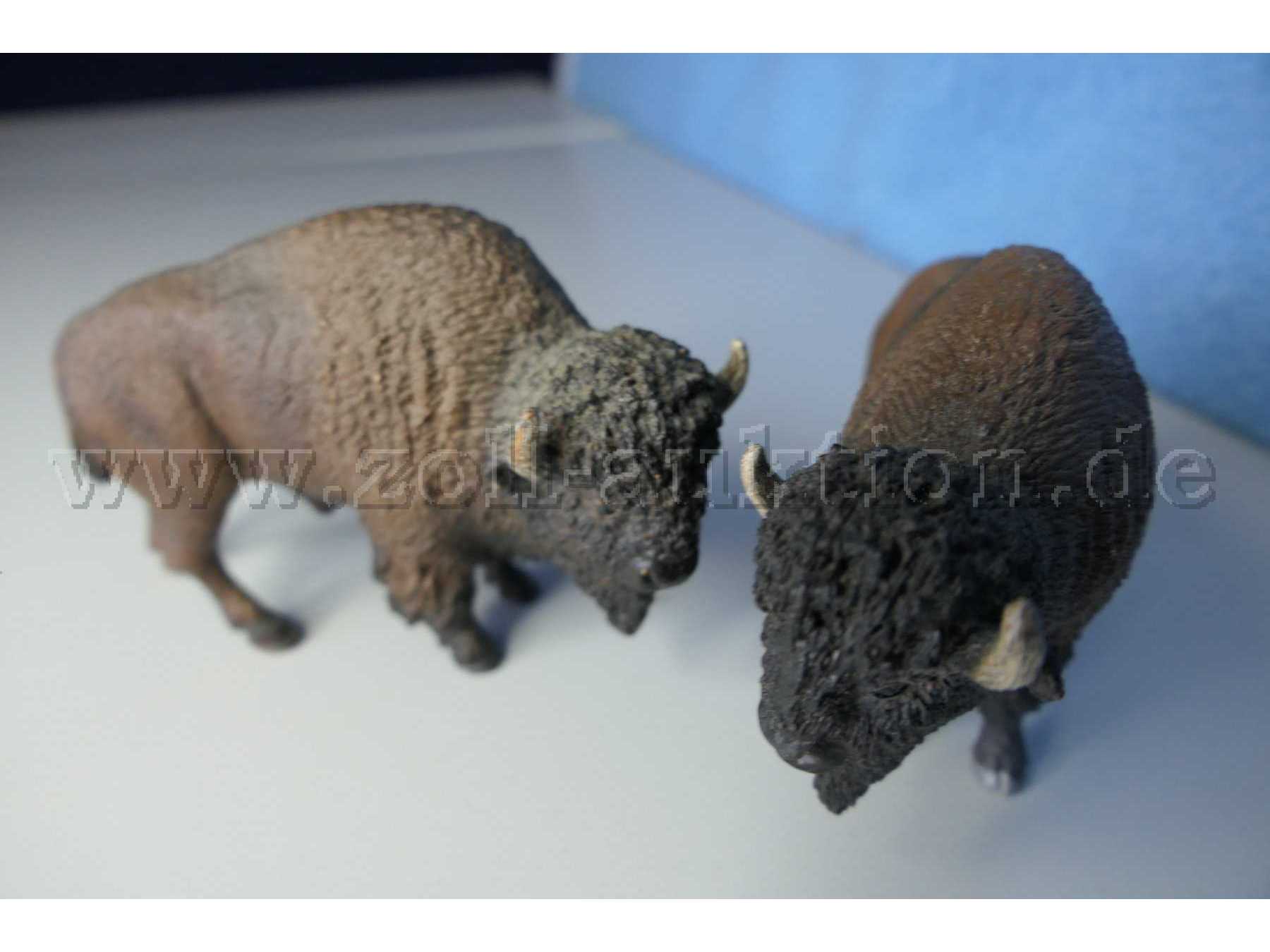 Tiere von vorne