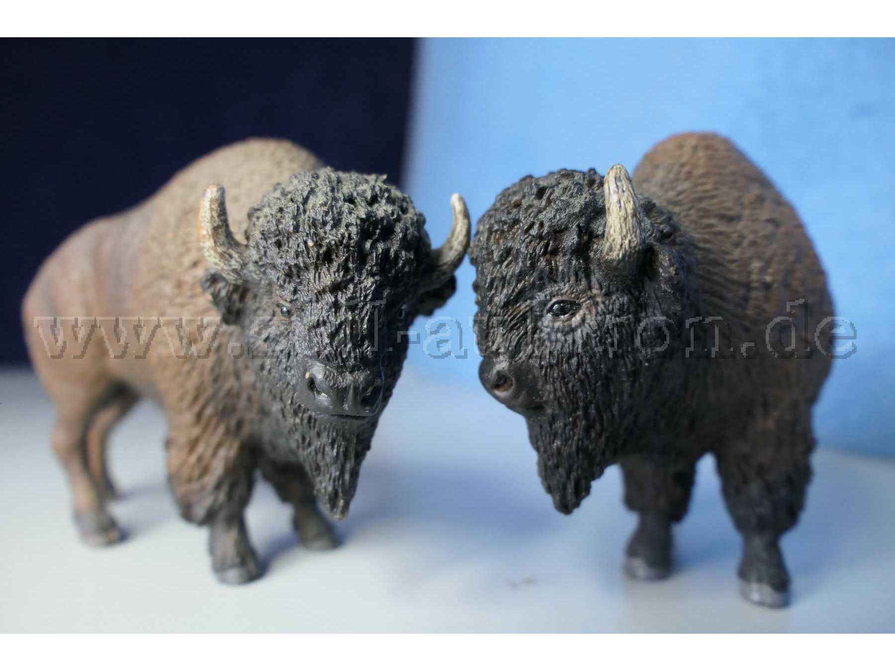 Tiere von vorne