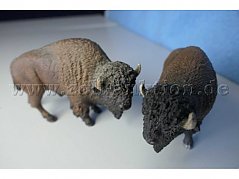 Tiere von vorne