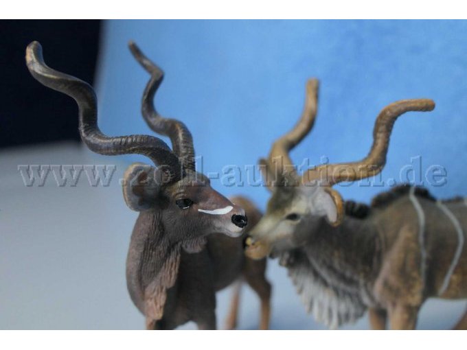 Die Köpfe der Tiere