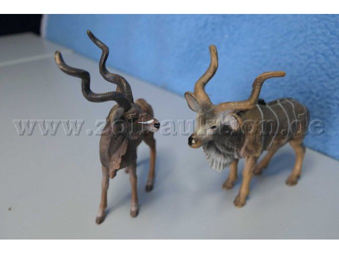 Die beiden Tiere von vorne