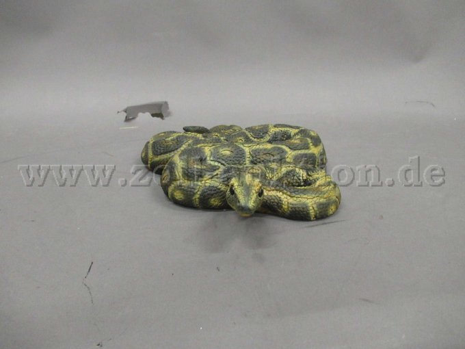 Boa Constrictor