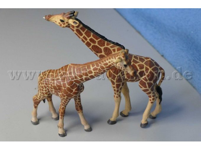 Die Giraffen von der Seite