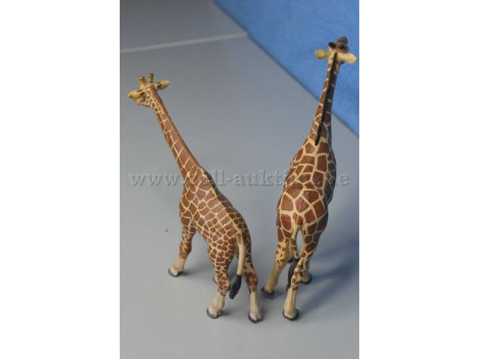 Die Hinterteile der Giraffen