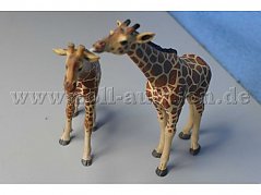 Die Giraffen von vorne