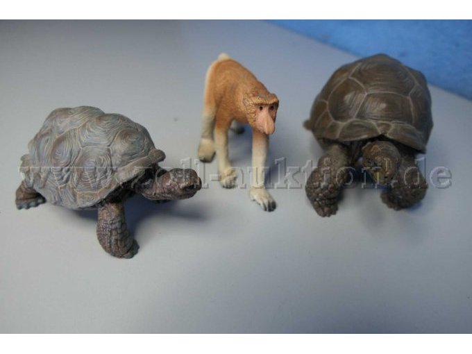 Die Tiere von vorne