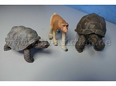 Die Tiere von vorne