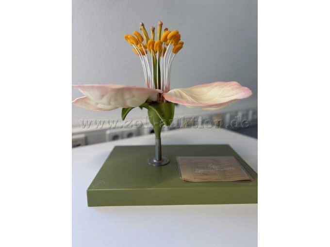 Lehrmodell 3 mit Beschreibung