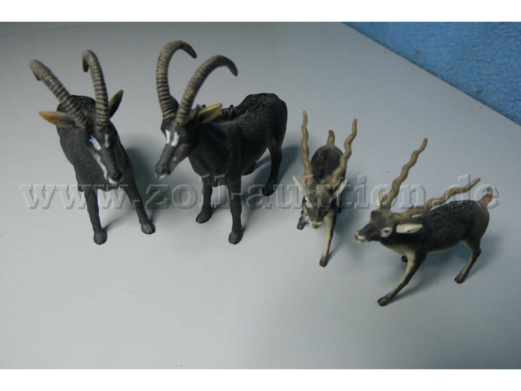 Die Tiere von vorn